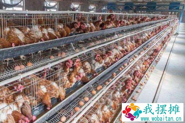 养蛋鸡和肉鸡哪个挣钱？养5000只蛋鸡利润大吗？