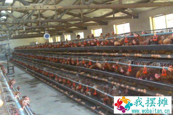 养蛋鸡和肉鸡哪个挣钱？养5000只蛋鸡利润大吗？