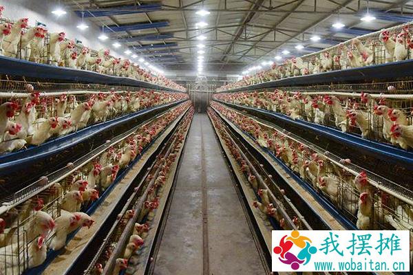 养蛋鸡和肉鸡哪个挣钱？养5000只蛋鸡利润大吗？