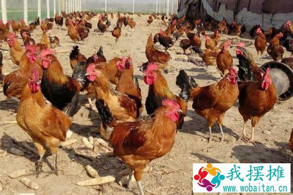 养蛋鸡和肉鸡哪个挣钱？养5000只蛋鸡利润大吗？
