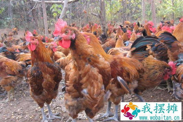 土鸡养殖成本要多少呢？养一百只土鸡利润多少？