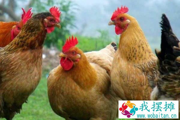 土鸡养殖成本要多少呢？养一百只土鸡利润多少？