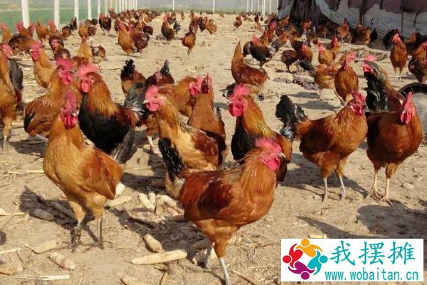 土鸡养殖成本要多少呢？养一百只土鸡利润多少？