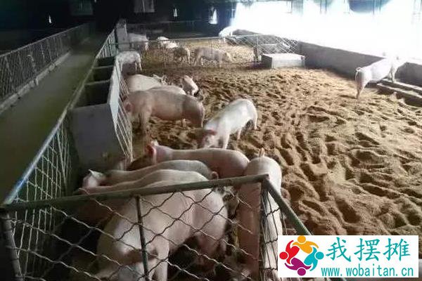 猪胸骨为什么那么便宜，是哪个部位？