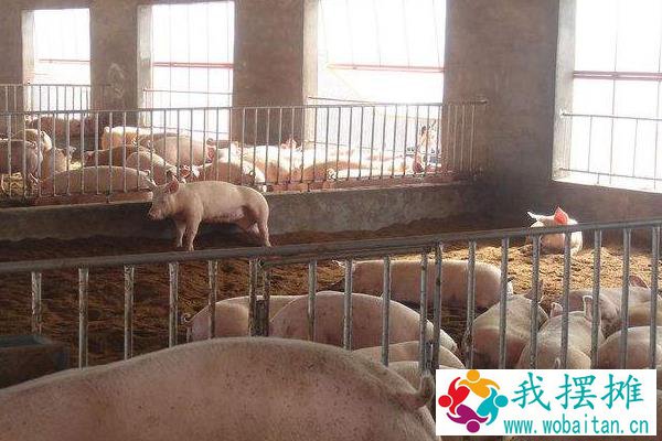 猪胸骨为什么那么便宜，是哪个部位？