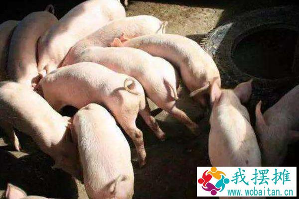猪胸骨为什么那么便宜，是哪个部位？