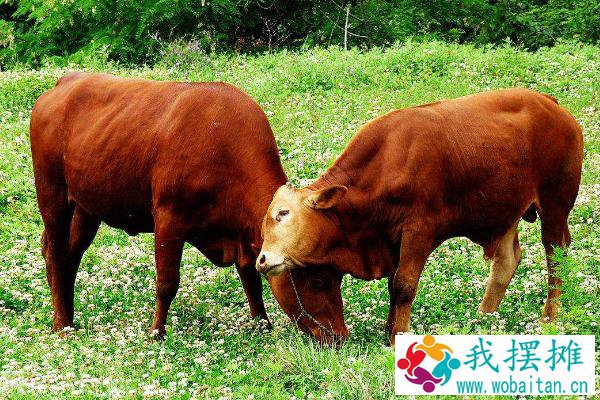 养肉牛的利润与成本是多少？附养殖利润分析