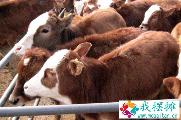 养肉牛的利润与成本是多少？附养殖利润分析