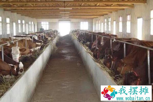 养肉牛的利润与成本是多少？附养殖利润分析