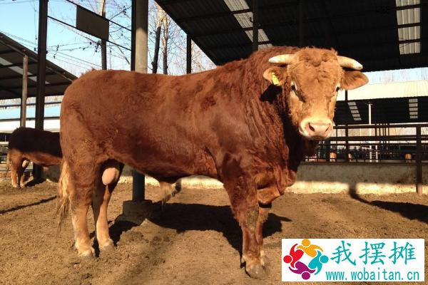 养肉牛的利润与成本是多少？附养殖利润分析