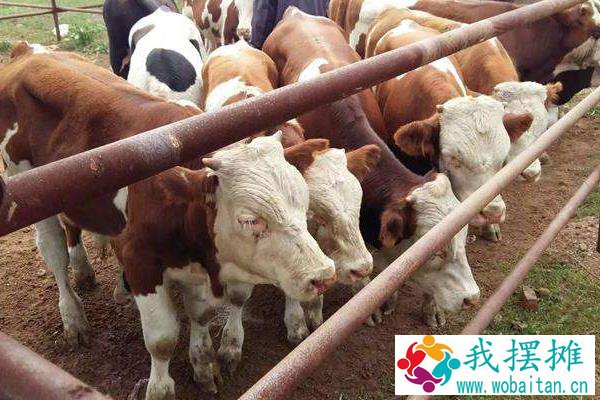 养肉牛的利润与成本是多少？附养殖利润分析