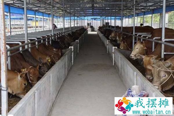 新生牛犊最佳吃奶时间，呛着了咳嗽怎么办？