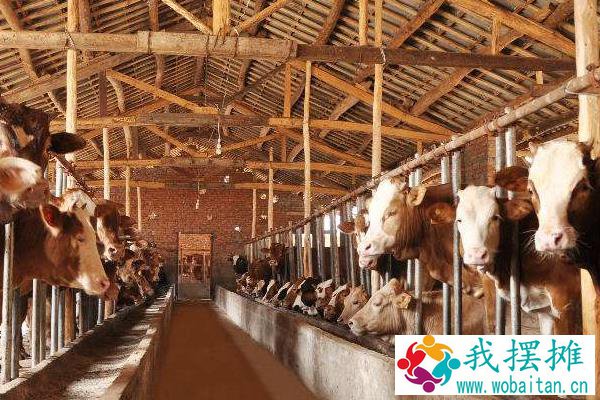 新生牛犊最佳吃奶时间，呛着了咳嗽怎么办？