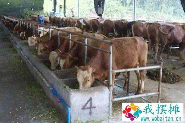 新生牛犊最佳吃奶时间，呛着了咳嗽怎么办？