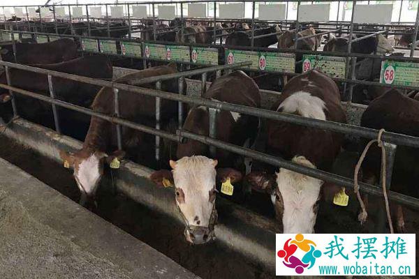 新生牛犊最佳吃奶时间，呛着了咳嗽怎么办？