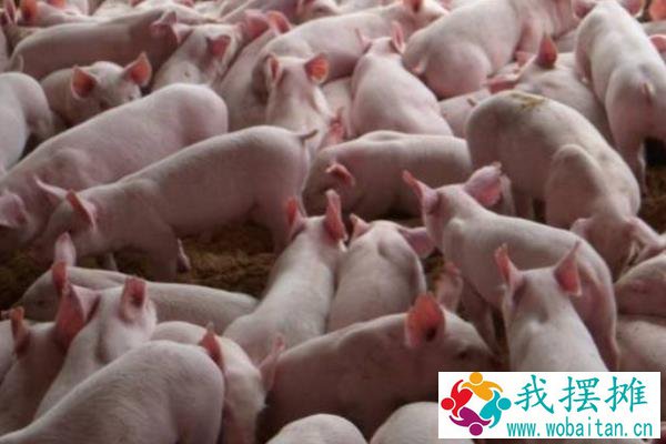 2020年养猪挣钱吗，附行情预测