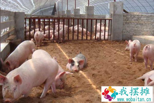 2020年养猪挣钱吗，附行情预测