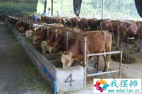 现在养牛挣钱吗？养十头牛需要投资多少？