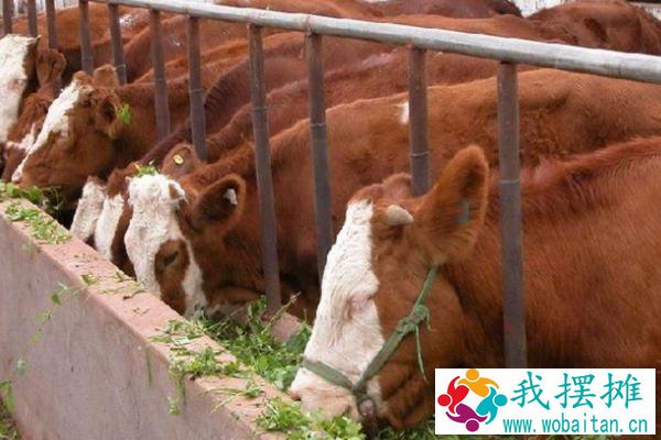 现在养牛挣钱吗？养十头牛需要投资多少？