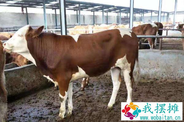 现在养牛挣钱吗？养十头牛需要投资多少？