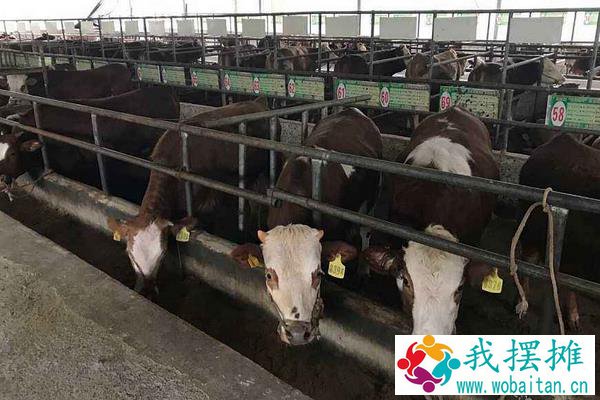 现在养牛挣钱吗？养十头牛需要投资多少？