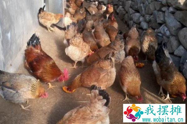 养蛆喂鸡为什么会失败？附蝇蛆养鸡的好处和坏处
