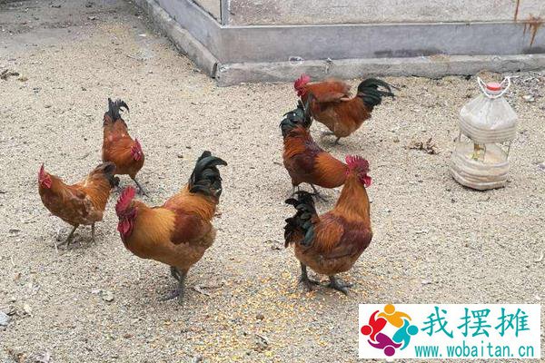 养蛆喂鸡为什么会失败？附蝇蛆养鸡的好处和坏处