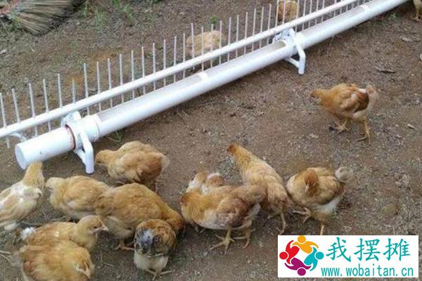 养蛆喂鸡为什么会失败？附蝇蛆养鸡的好处和坏处