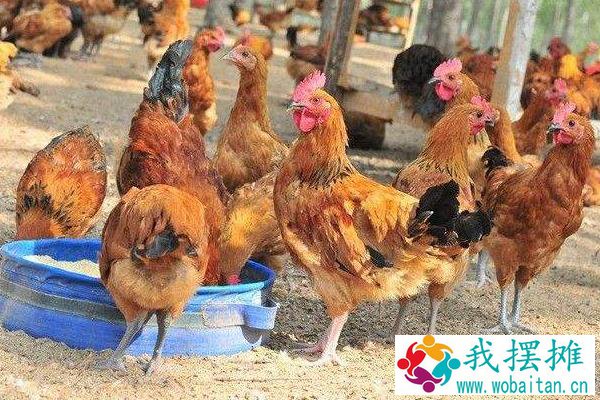 养蛆喂鸡为什么会失败？附蝇蛆养鸡的好处和坏处
