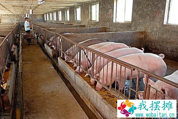养猪多久出栏才不亏本？一般多久卖一次