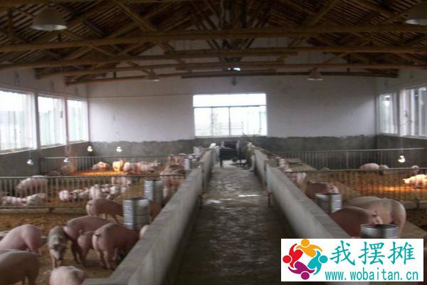 养猪风险到底有多高？附未来养猪行业分析