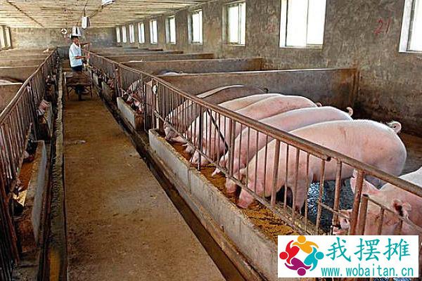 养猪风险到底有多高？附未来养猪行业分析