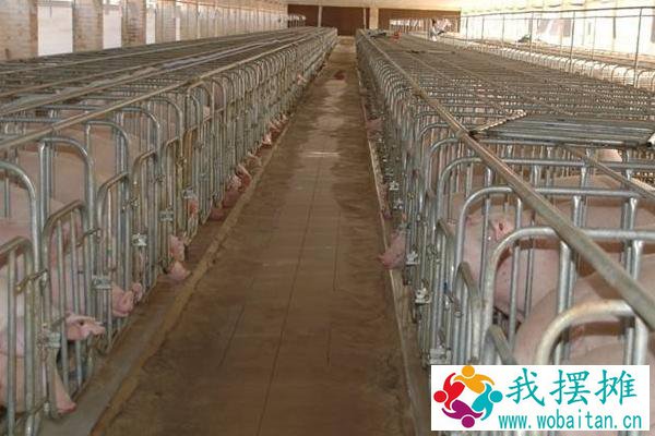 养猪风险到底有多高？附未来养猪行业分析