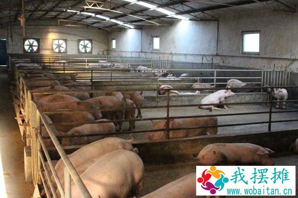 养猪风险到底有多高？附未来养猪行业分析