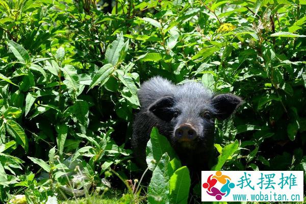 藏香猪养殖利润高为什么没人养