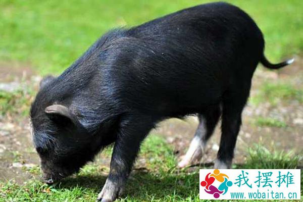 藏香猪养殖利润高为什么没人养