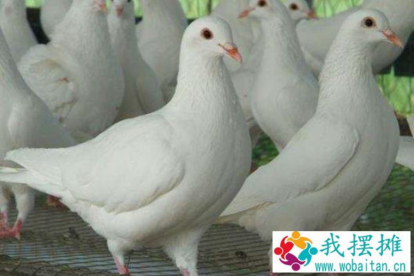 办一个养鸽场大概几万？需要什么手续？