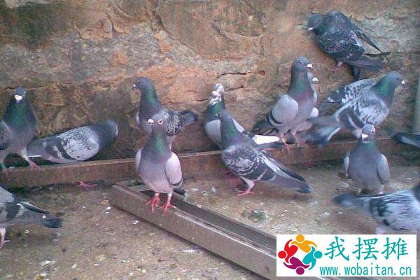 办一个养鸽场大概几万？需要什么手续？