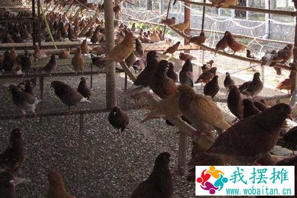 办一个养鸽场大概几万？需要什么手续？