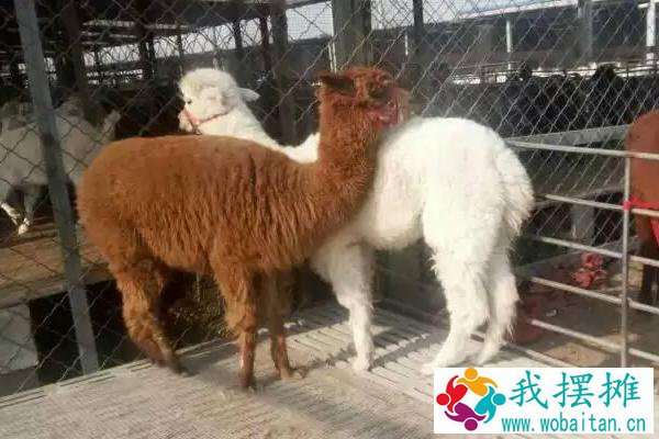 羊驼养殖风险有多大，羊驼养殖成本和利润及前景分析