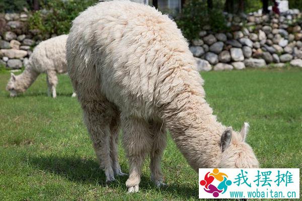 羊驼养殖风险有多大，羊驼养殖成本和利润及前景分析