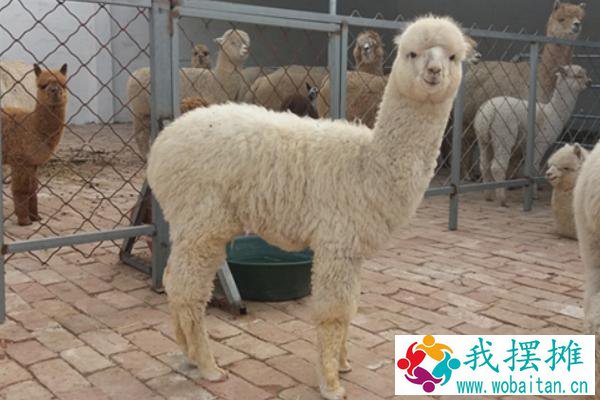 羊驼养殖风险有多大，羊驼养殖成本和利润及前景分析