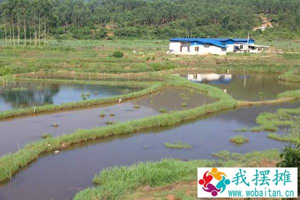 五亩养田螺有多少收入，一亩要多少成本