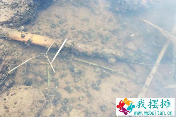 五亩养田螺有多少收入，一亩要多少成本