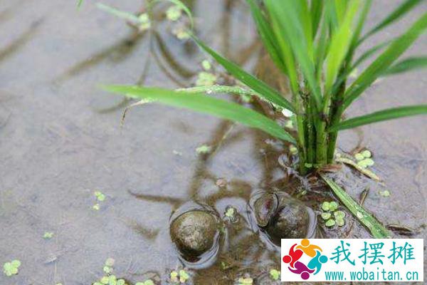 五亩养田螺有多少收入，一亩要多少成本