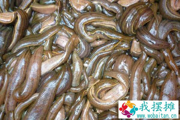蚂蟥养殖投资多少（一亩本钱），多长时间才有效益，风险大吗