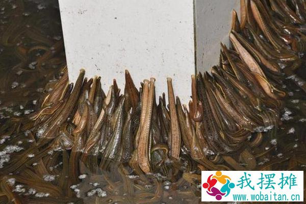 蚂蟥养殖投资多少（一亩本钱），多长时间才有效益，风险大吗