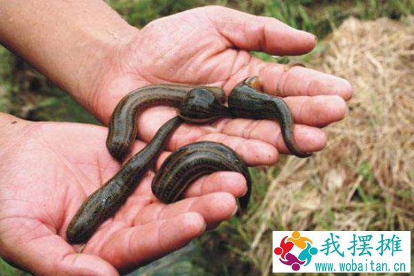 蚂蟥养殖投资多少（一亩本钱），多长时间才有效益，风险大吗