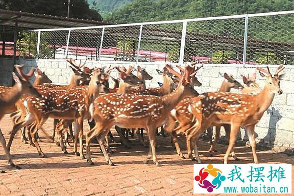 养鹿的利润与成本分析，风险大吗，怎么找销路