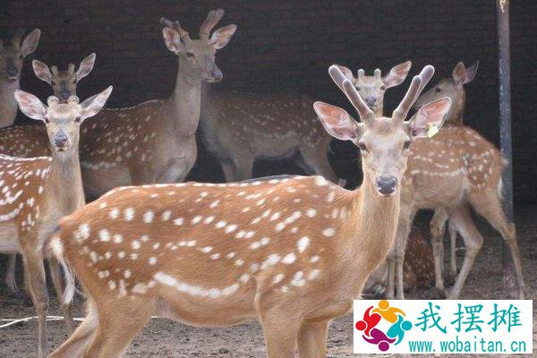 养鹿的利润与成本分析，风险大吗，怎么找销路